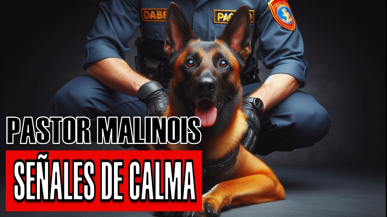 ¿Tu Malinois te evita o gruñe? Este es el verdadero motivo
