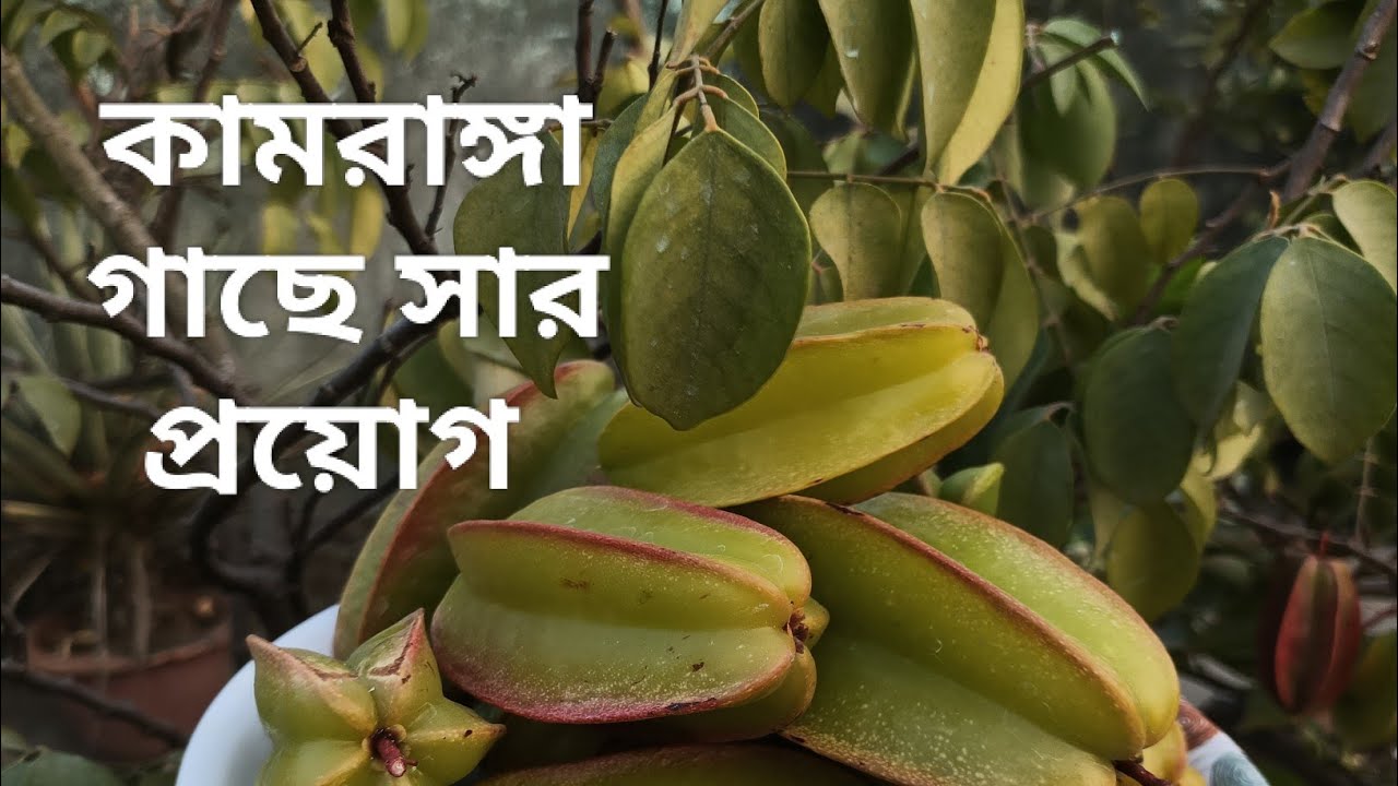 আজ অনেক কামরাঙ্গা হারভেস্ট করলাম | ফল হারভেস্ট করে সঠিক খাবার প্রয়োগ 