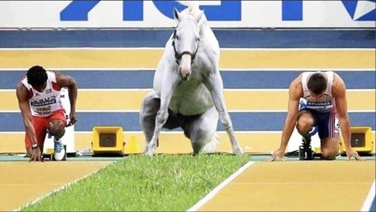 Best funniest horses of the week - Funny And Cute horses Video Compilation 2024 🐴#22