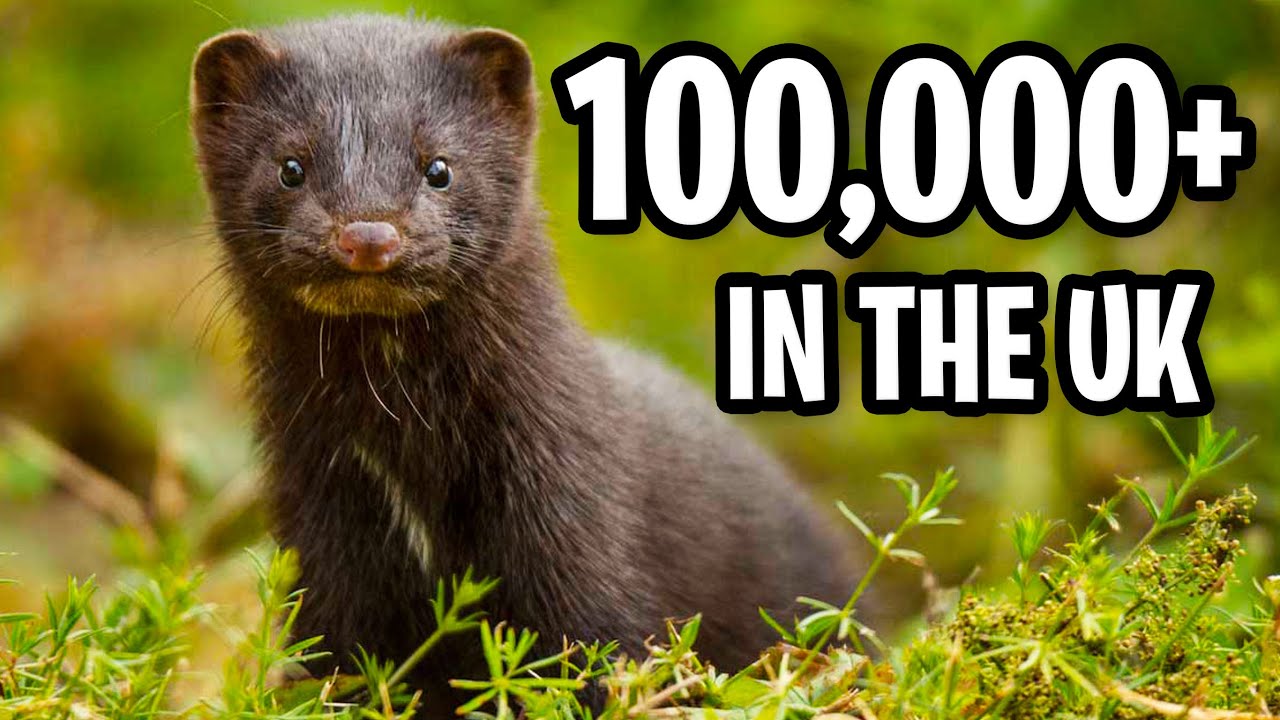 5 animals that should NOT be in the UK