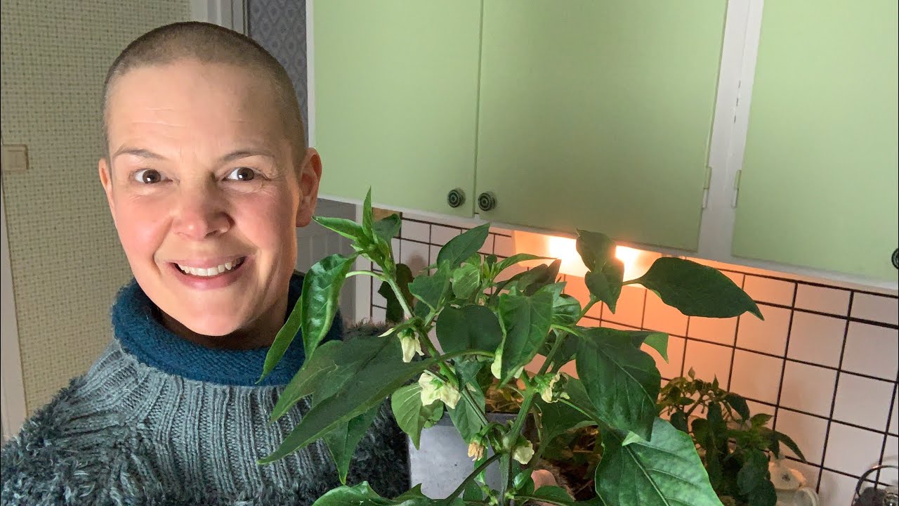 Jag fixar bladlusbekämpning på paprikor