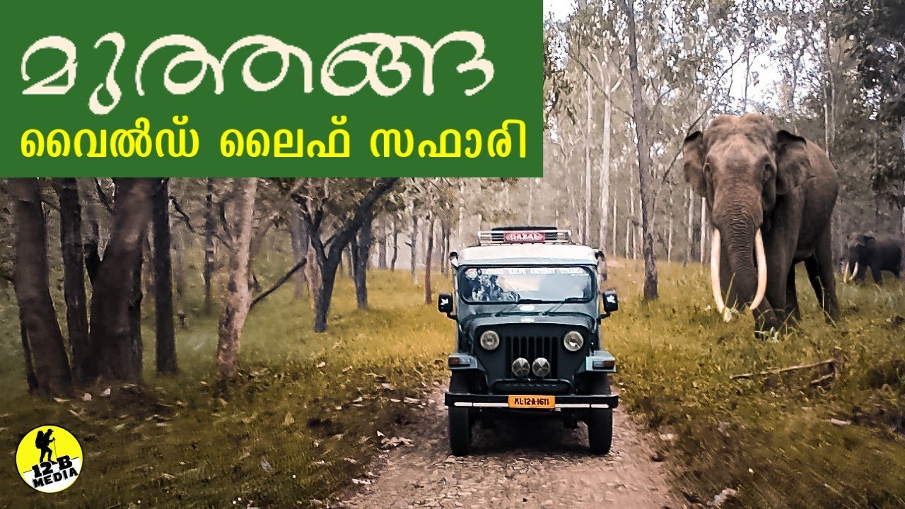 Wayanad Muthanga Forest Wildlife Sanctuary | Jeep Safari at Muthanga Wild life Sanctuary Vlog#5