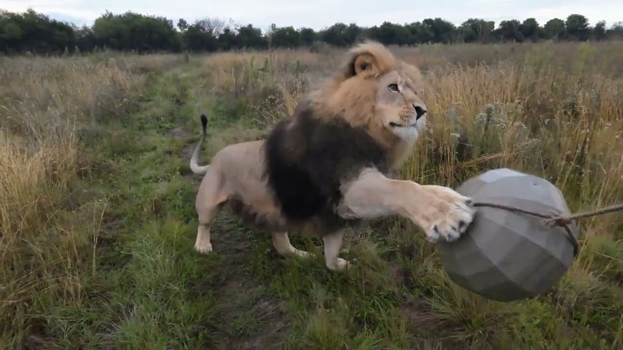 Big kitties play ball