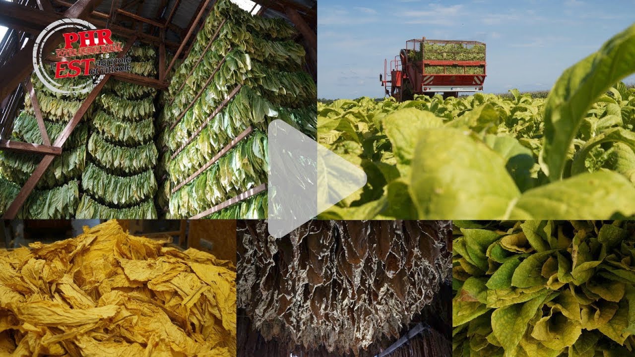 Culture du tabac en Alsace : une modernisation spectaculaire