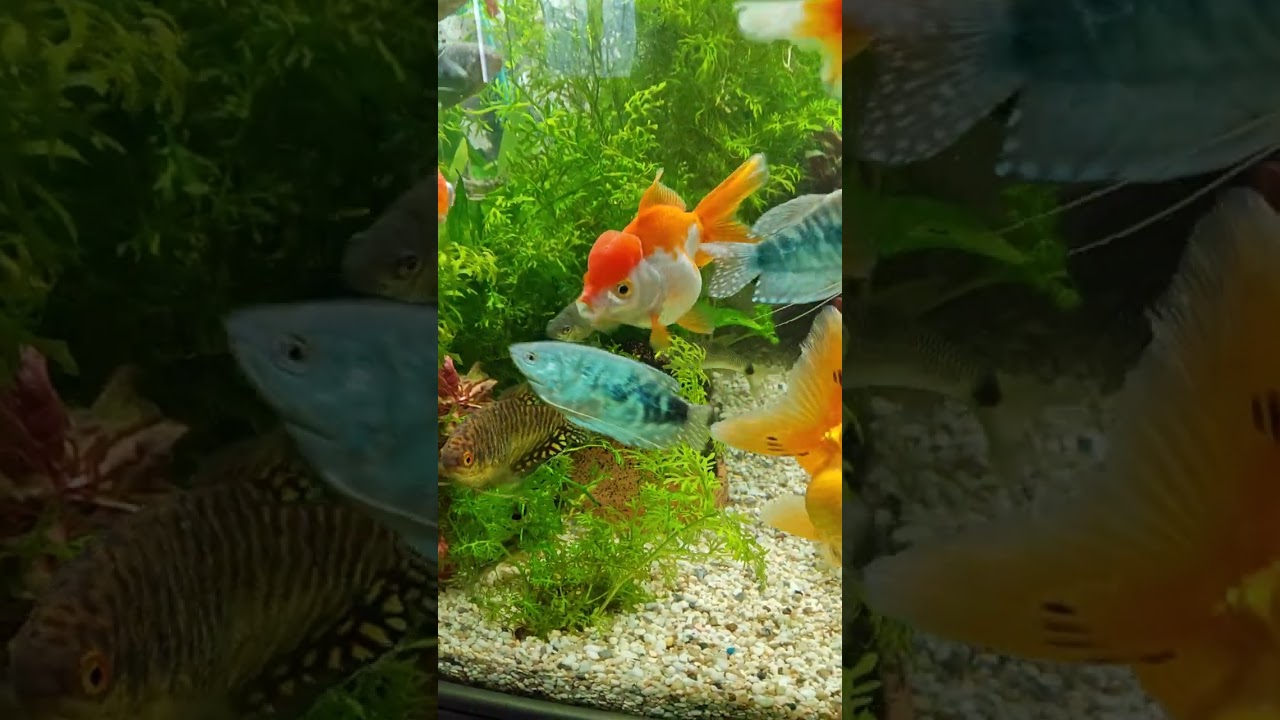 Небольшой обзор композиции из трёх аквариумов 🤗👌🐠 Aqua Chaos 