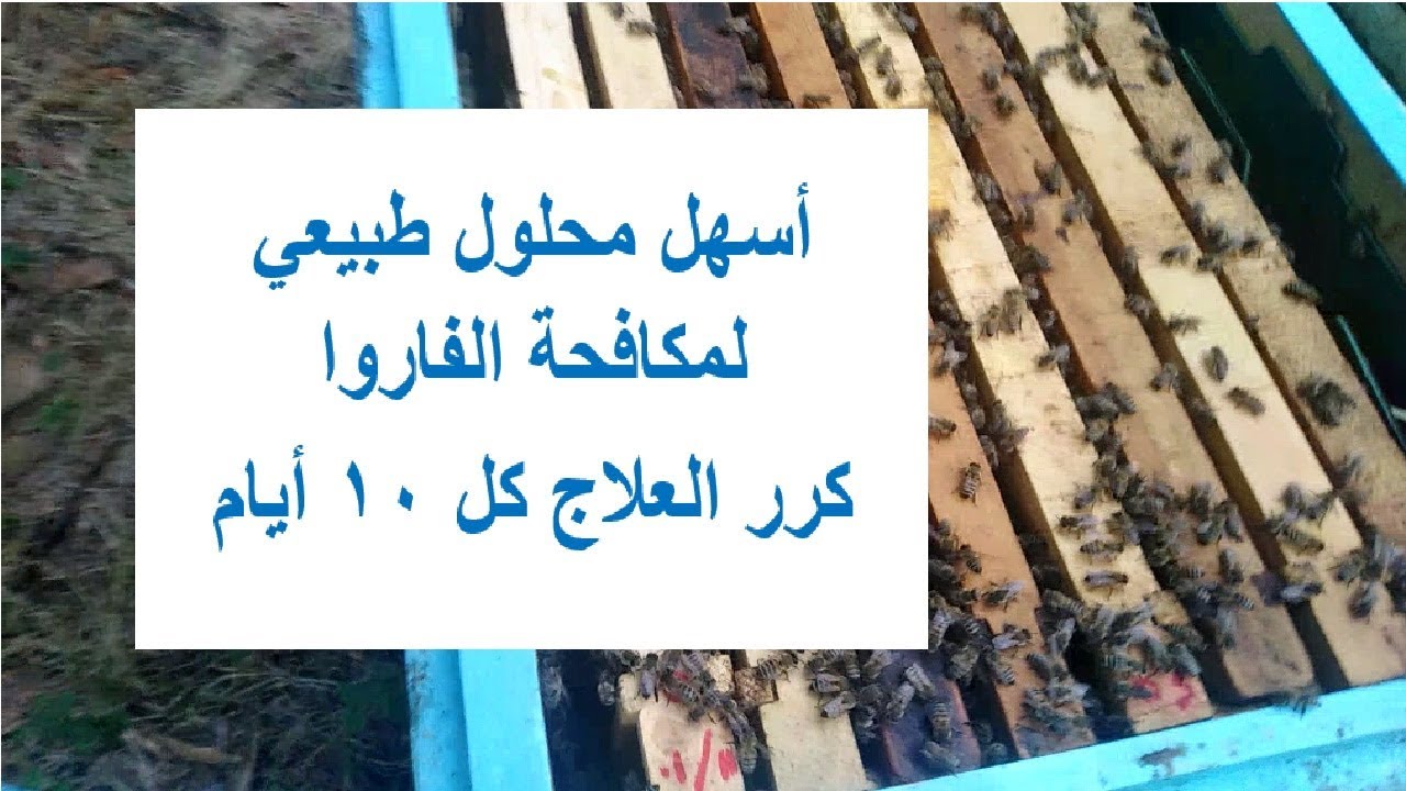 محلول سهل وممتاز لمكافحة الفاروا عند النحل