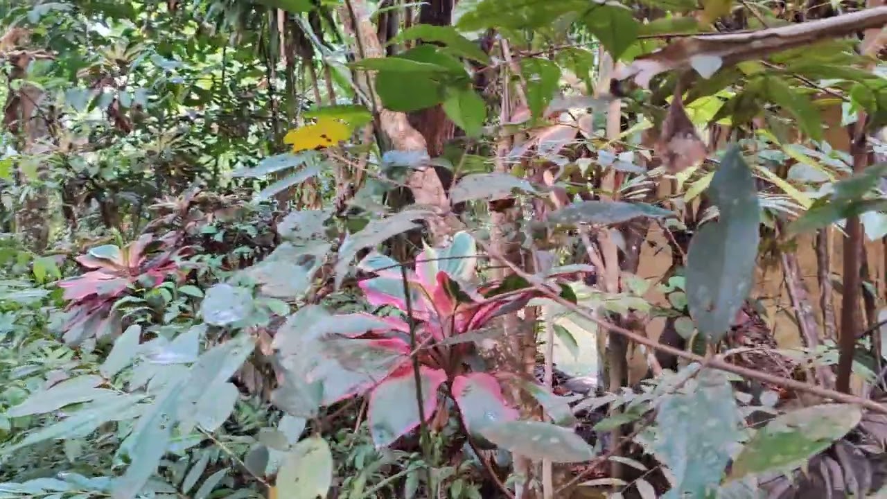 CANAIMA POSADA INDÍGENA MORICHAL 