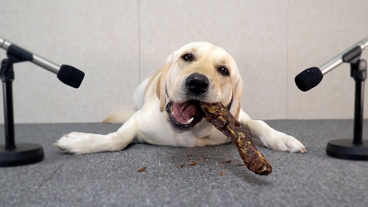 팔뚝만한 칠면조 목뼈 강아지 ASMR