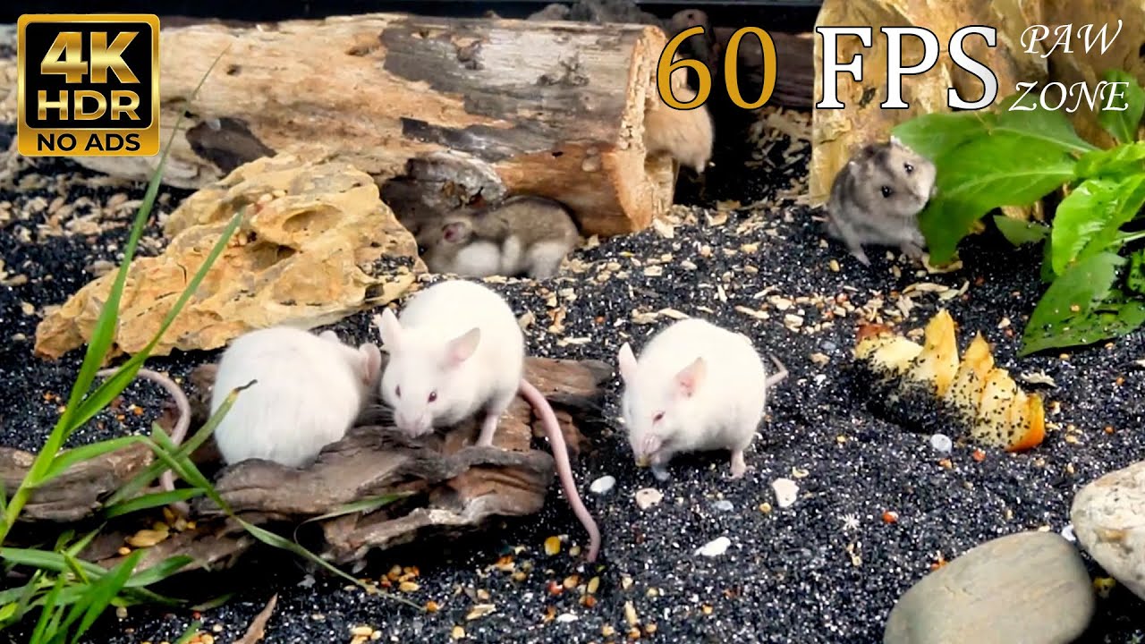[NO ADS, NO AI] CAT TV 😺 for Cats to Watch: White Mice Foraging Near Wooden Hideouts 🐭 4K HDR 60FPS