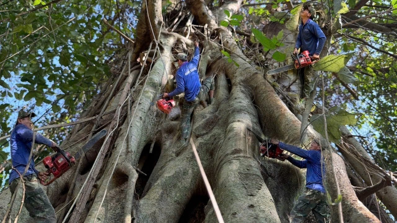 Cưa Cây Da Long Khủng, Trên Đỉnh Núi, Tàn Um Tùm Như Rừng AmaZon, Cây Xoài, Cưa Kỹ Thuật,354