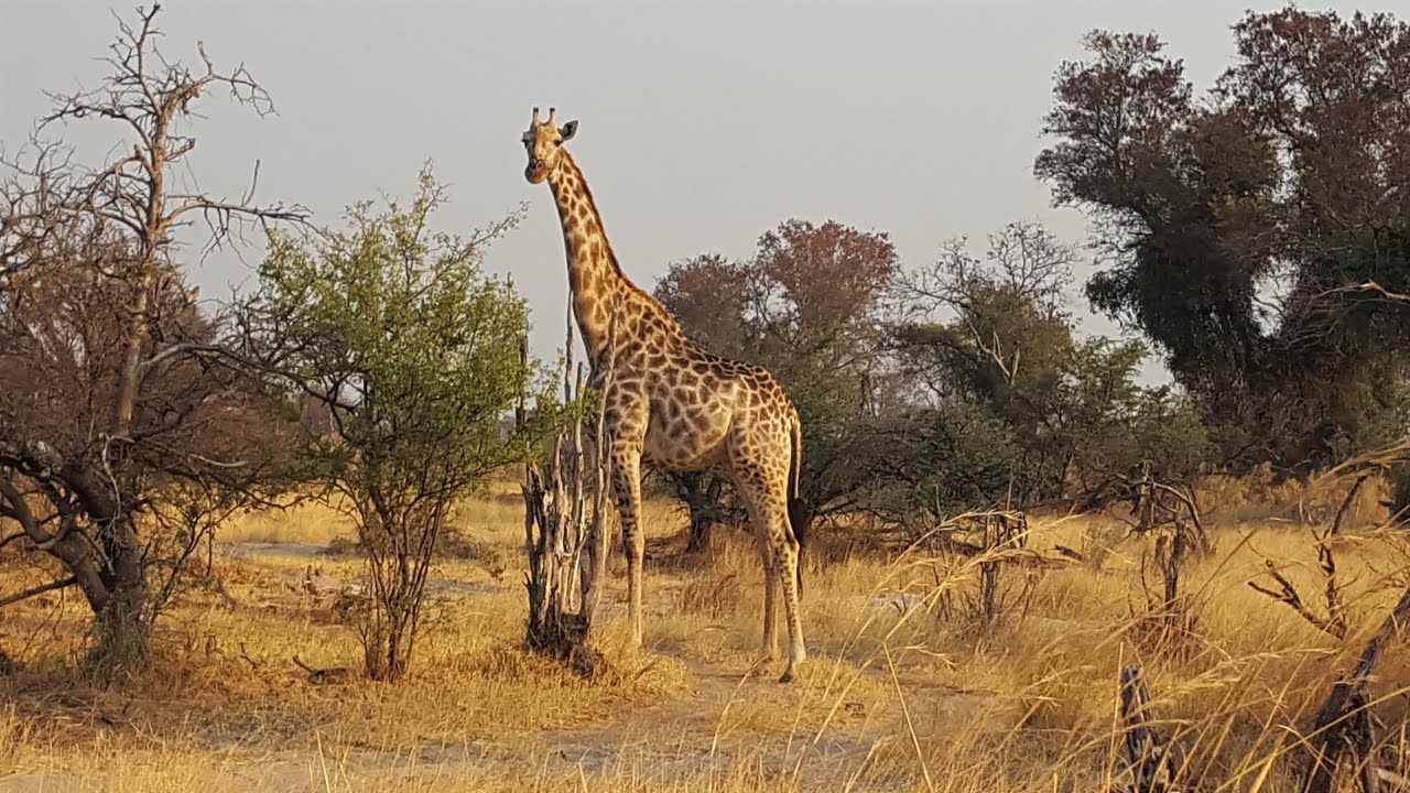 Delta do Okavango - Moremi Crossing Camp