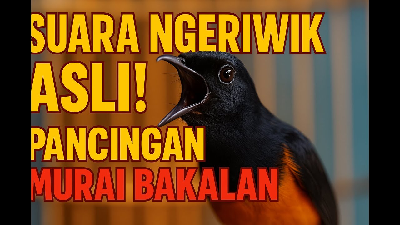 SUARA MURAI NGERIWIK KRISTAL! COCOK UNTUK PANCINGAN & MASTERAN SEPANJANG HARI