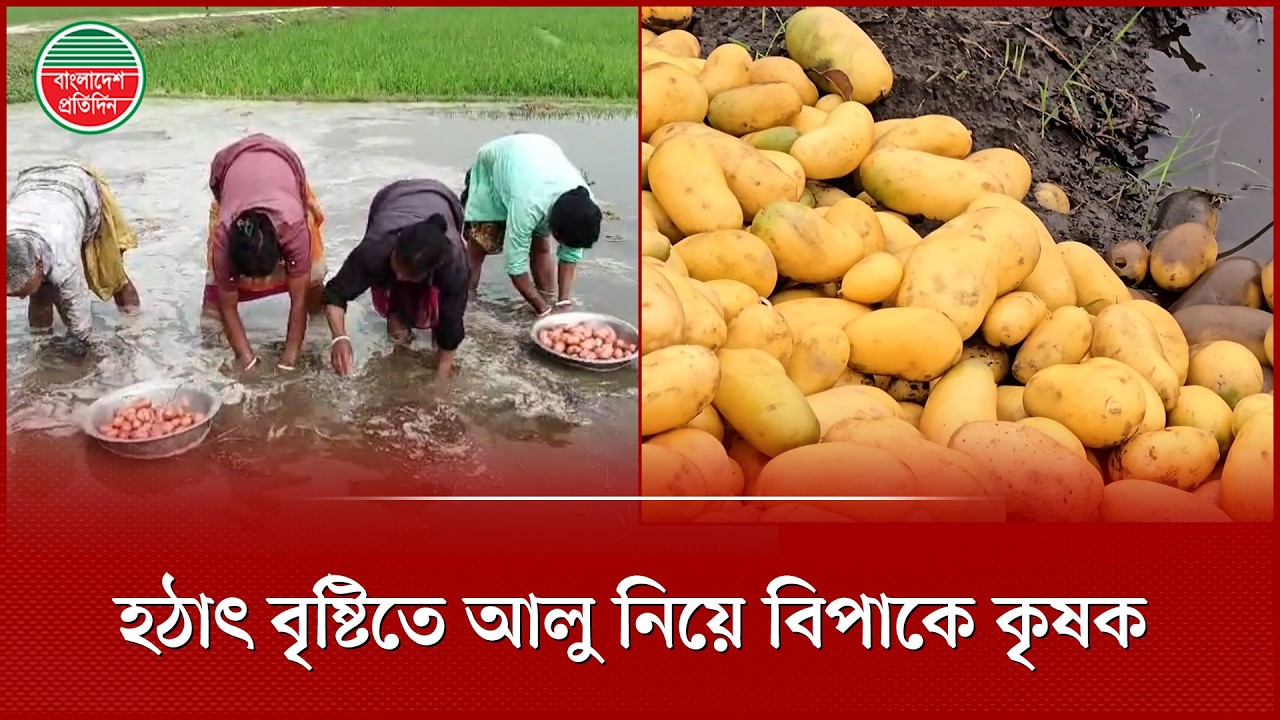 টানা বৃষ্টিতে আলুর ক্ষেত পানির নিচে, লুটিয়ে পড়েছে ভুট্টা ও গম | Potato Fields | Thakurgaon