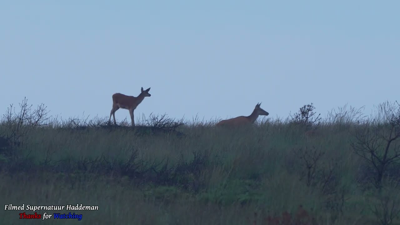 Red deer and calves, Wildlife spotting Edelherten Hindes en kalveren op de Veluwe  / Sony A7 IV (4K)