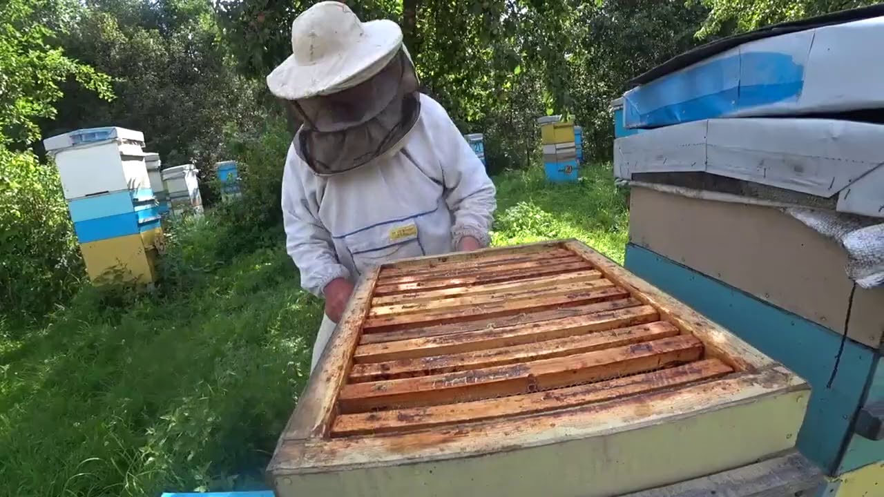 Июль на исходе.  Подводим итоги.  Когда качать мёд. Пасека Лаврова