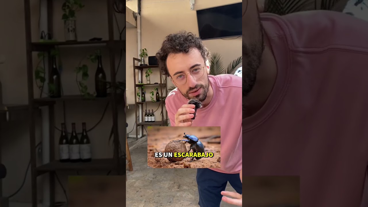 Cómo saber mi animal espiritual? #comedia #humor #animalespiritual #standup