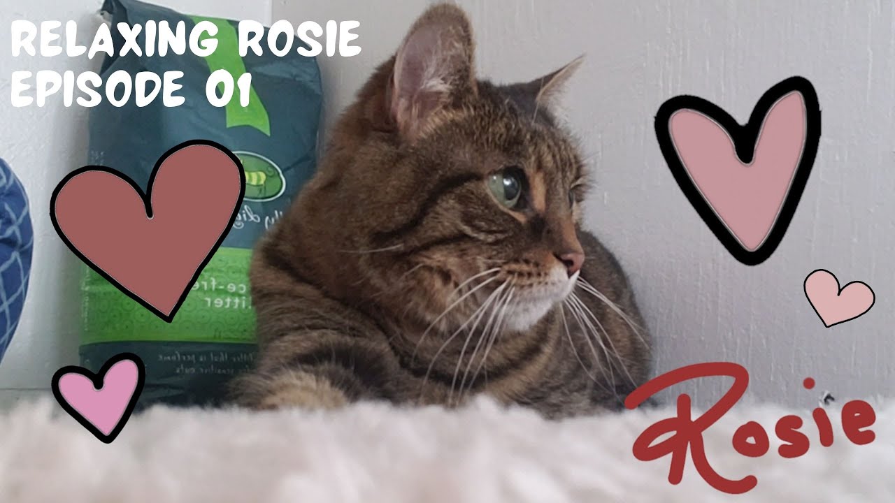 We adopted a senior cat from family members and we are showing the world how awesome she is!