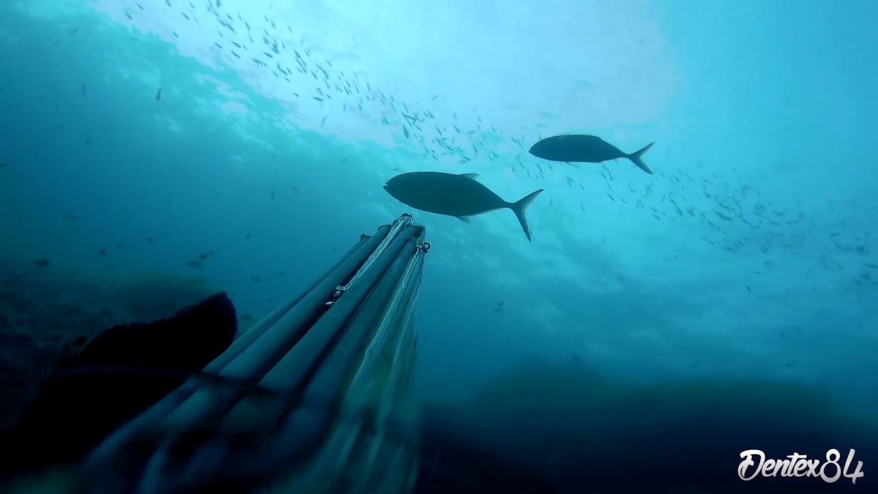 Pesca Sub: Passione per il mare...