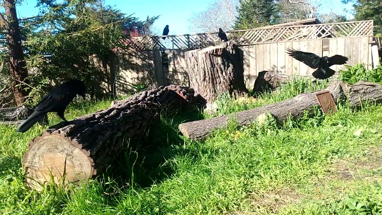 Avoiding Tristan #ravensofmendocino