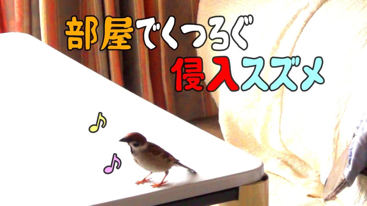 部屋に入りたくてしょーがないスズメ