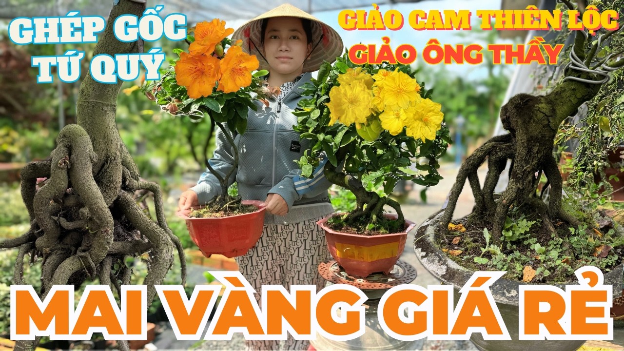 05-03 NGỌC LY Giao Lưu Mai Vàng Giá Rẻ, Cam Thiên Lộc, Giảo Ông Thầy Ghép Tứ Quý… • THÀNH TRỌNG LÊ