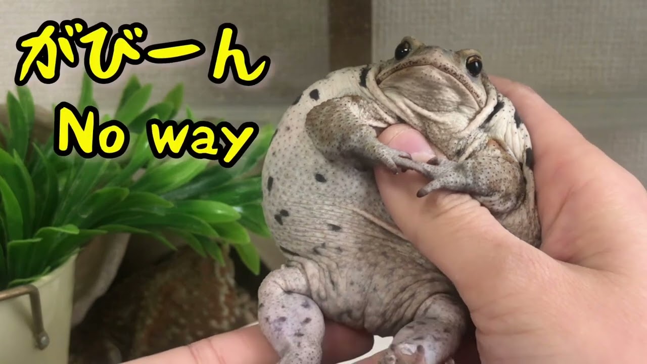 Toads met and talked with Titan//蛙が巨人に出会い語る