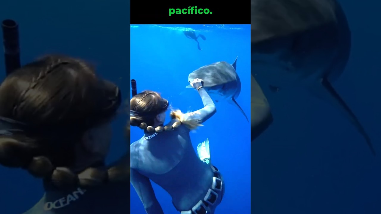 🦈 Incre&iacute;ble encuentro con un tibur&oacute;n tigre 🧜&zwj;♀️🤿 Mujer buceadora lo toca bajo el agua