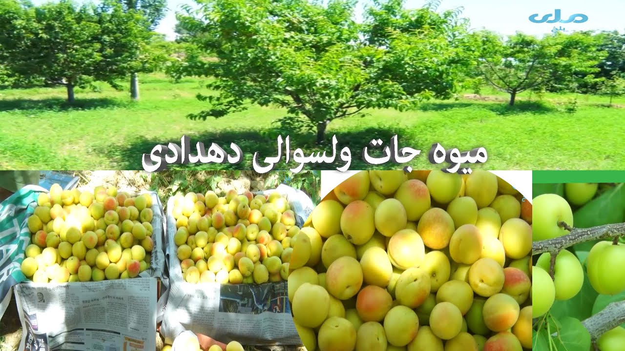 میوه جات ولسوالي دهدادي که اکثریت ضرورت مارکیت های شهر مزارشریف را مرفوع میسازد