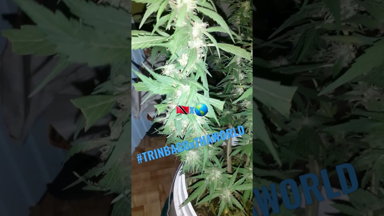 King Kong Weed (Clone) #shorts #TxW