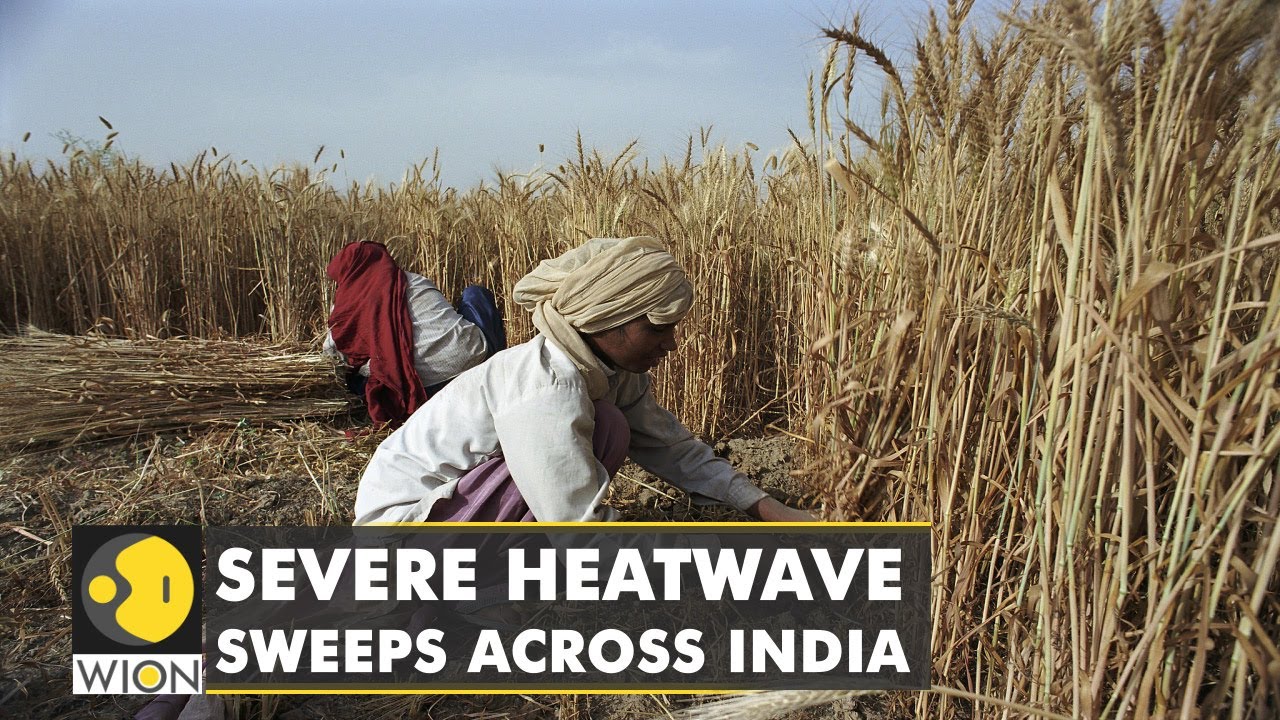 Severe heatwave impacts India's wheat harvest, snags export plans | WION Climate Tracker