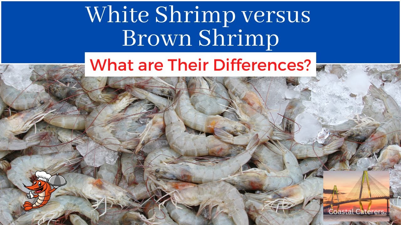 White Shrimp vs Brown Shrimp - What Are Their Differences?