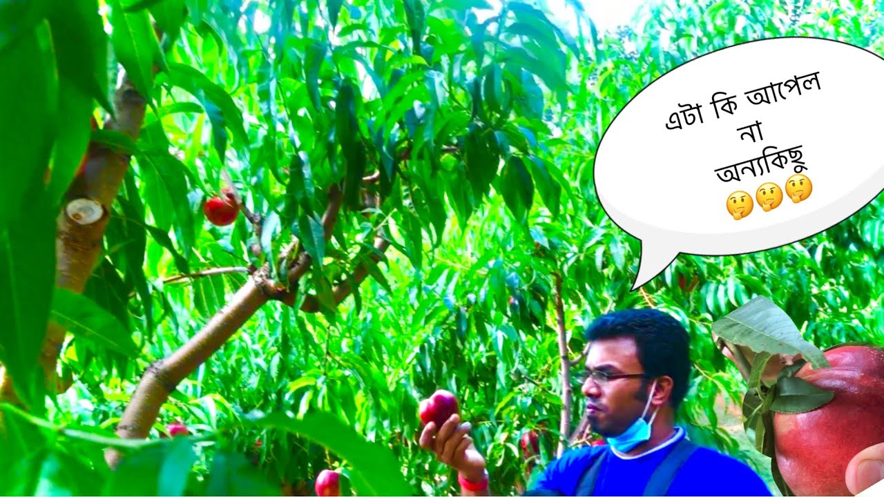 How to pick nectarines: অজানা ফল নেকটারিন( Live from Baughar's orchard & farm, USA)