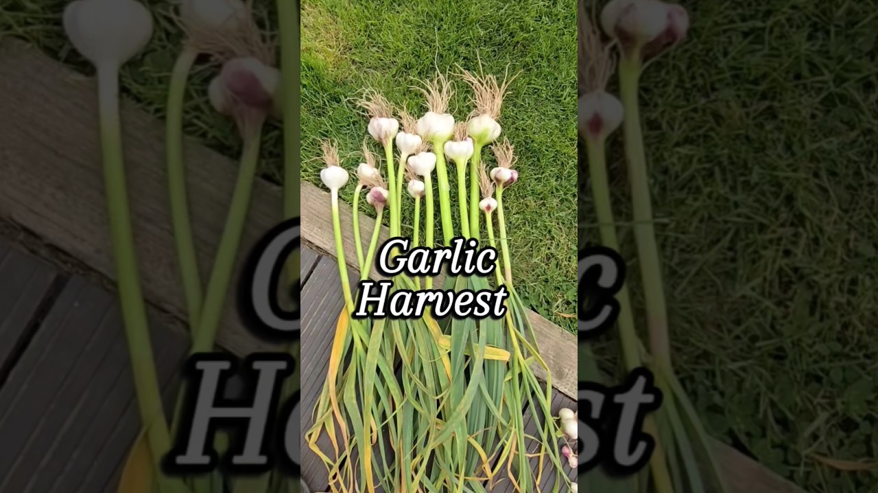 #garlic #harvest #allotmentuk #allotmentlife #allotment #growyourown #growyourownfood #rust