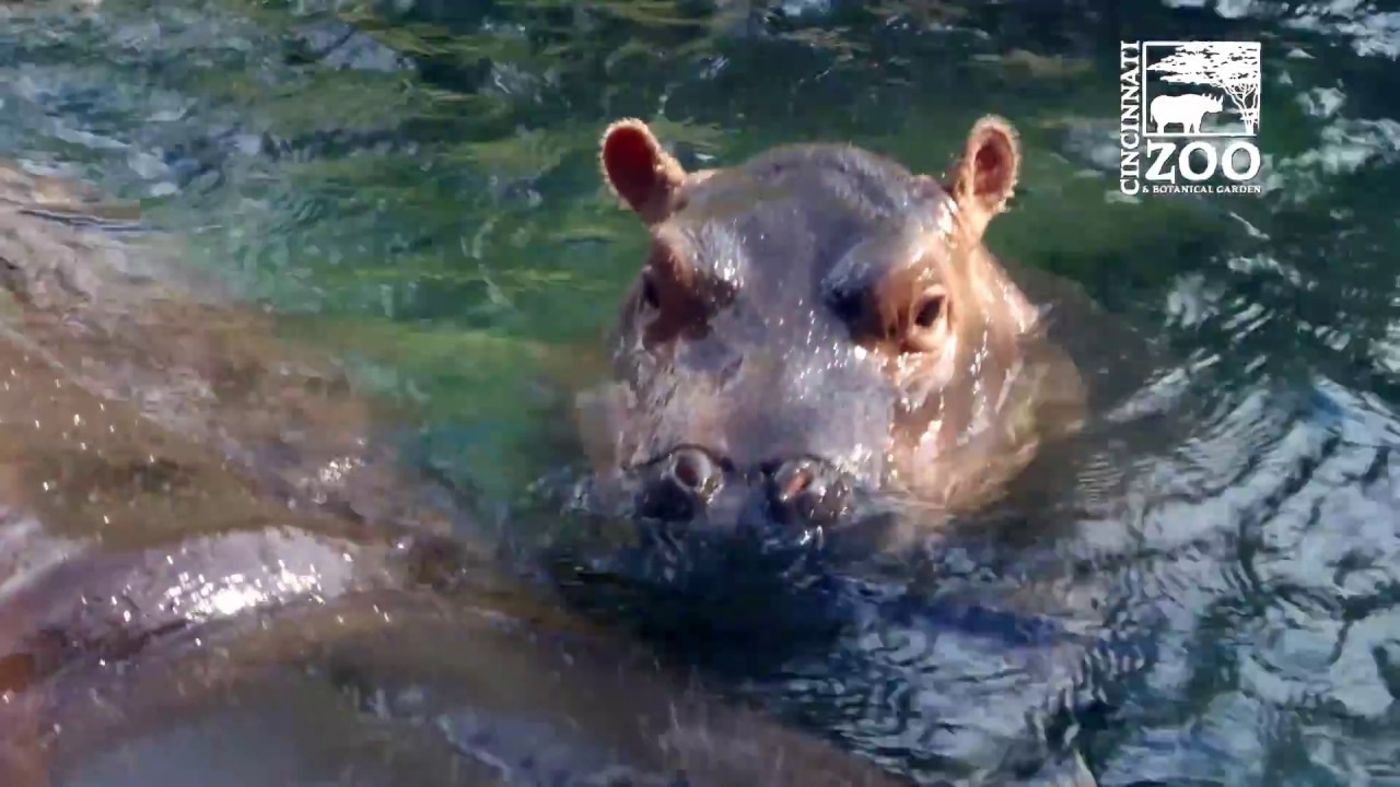Baby Hippo Fiona is 6 Months Old - Cincinnati Zoo