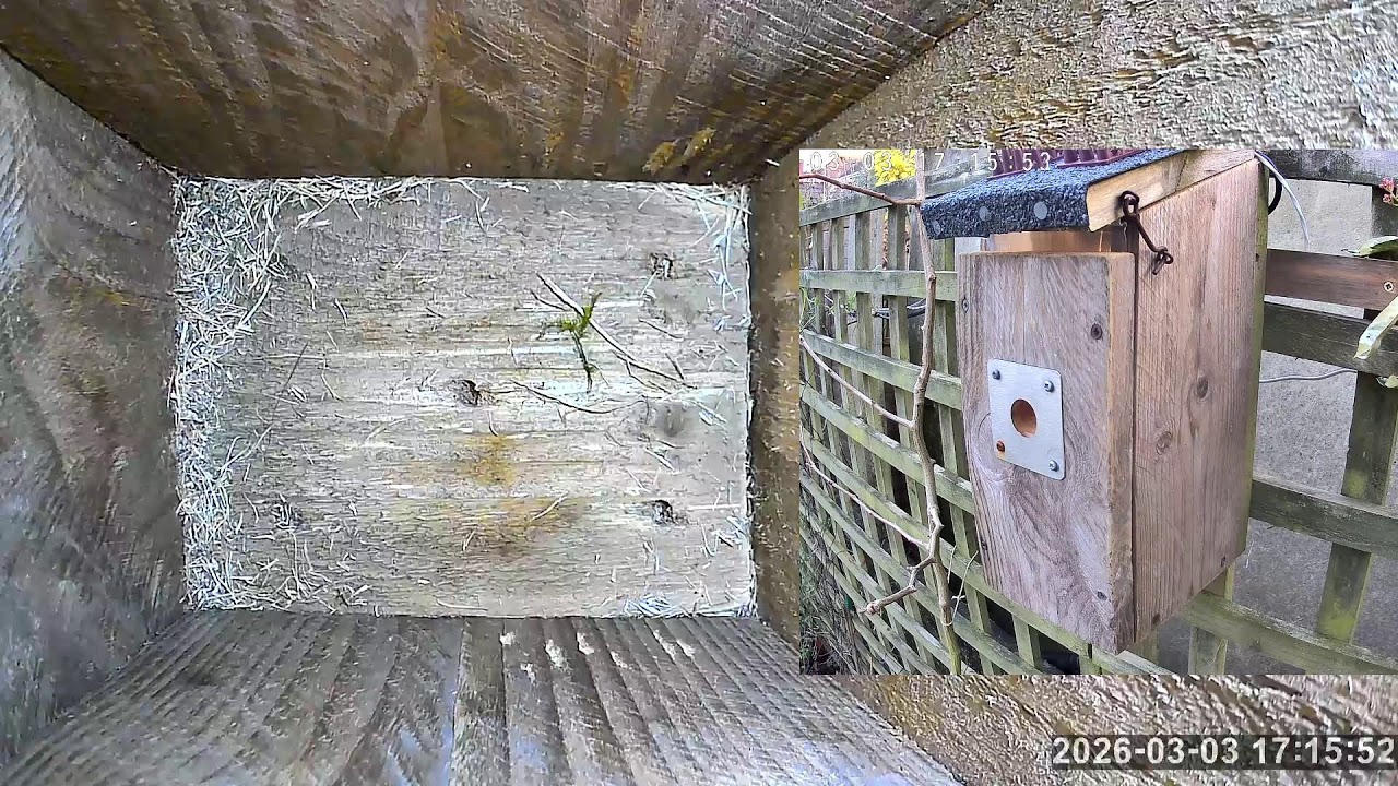 SoBo Nest Box Live Stream