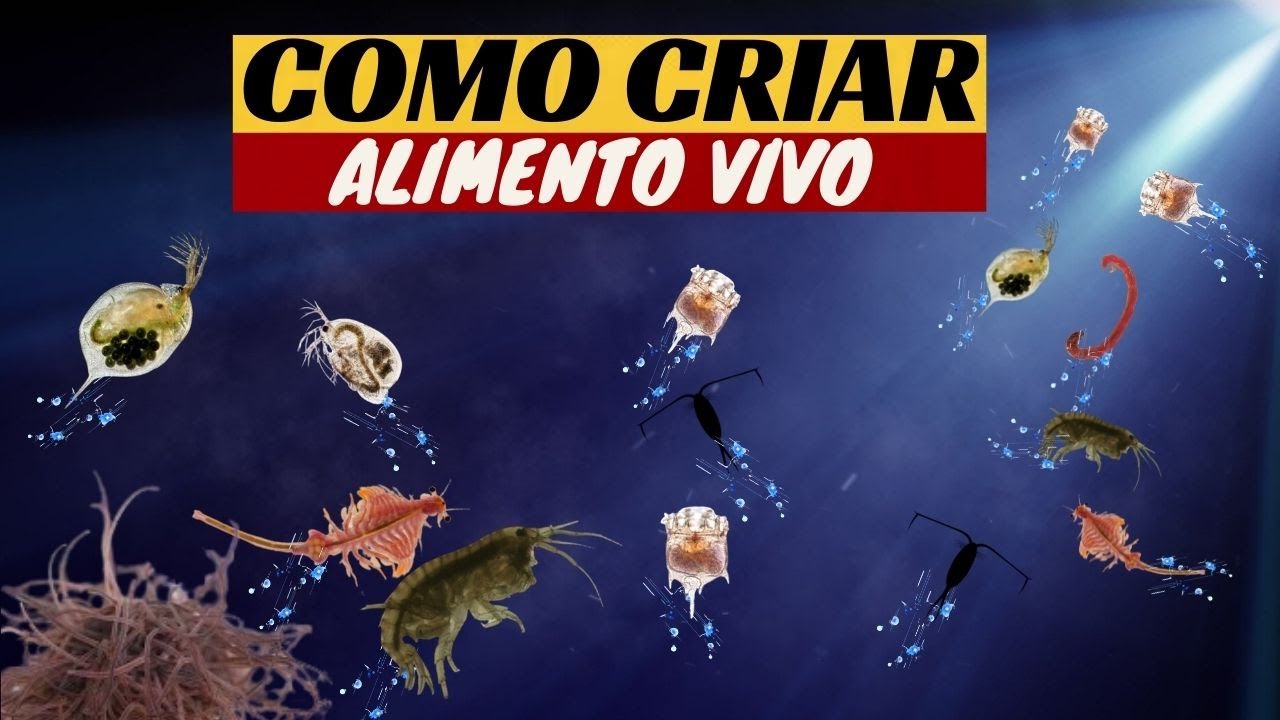 COMO CRIAR ALIMENTO VIVO PARA PEIXES parte 1