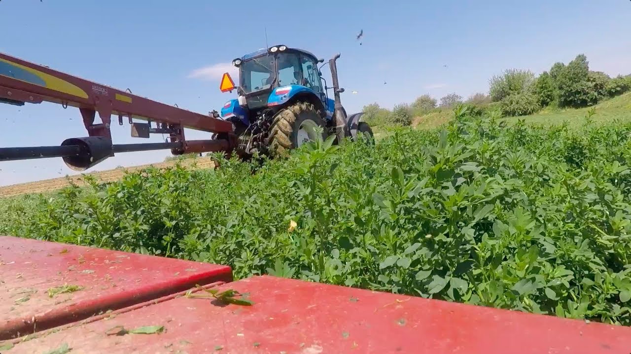 1st Cutting Alfalfa