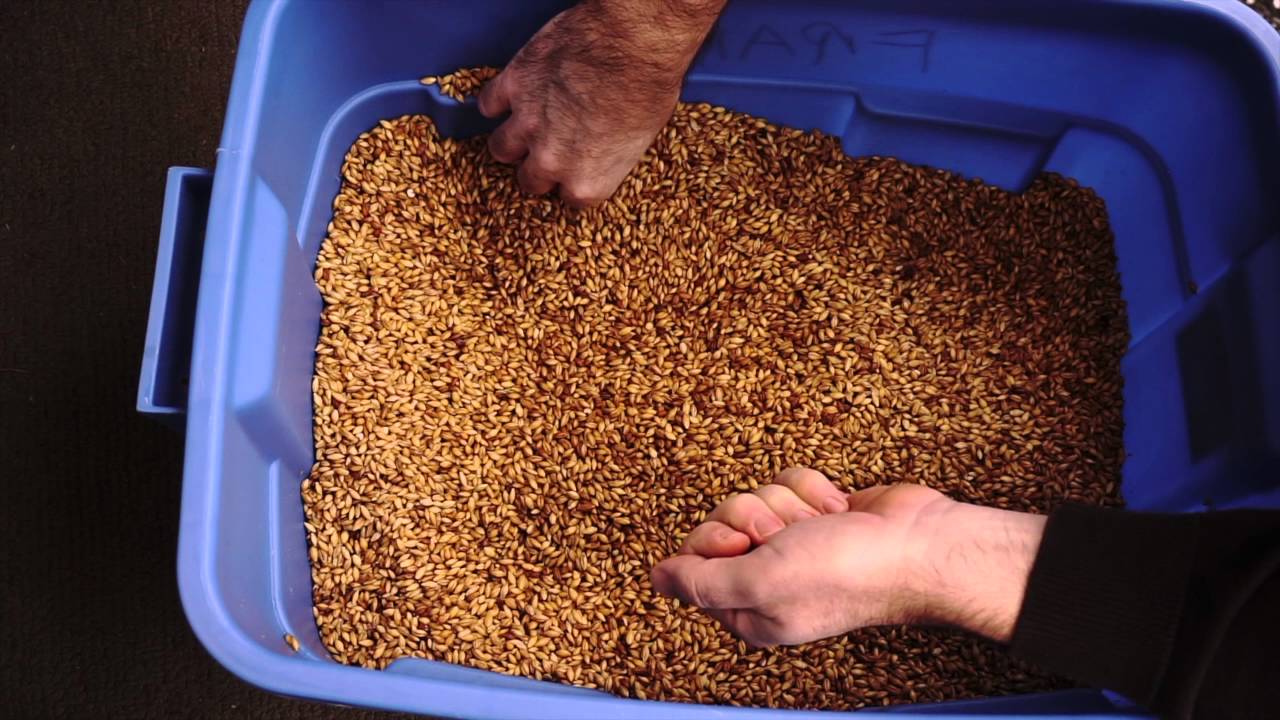 Malting the whole feed bag