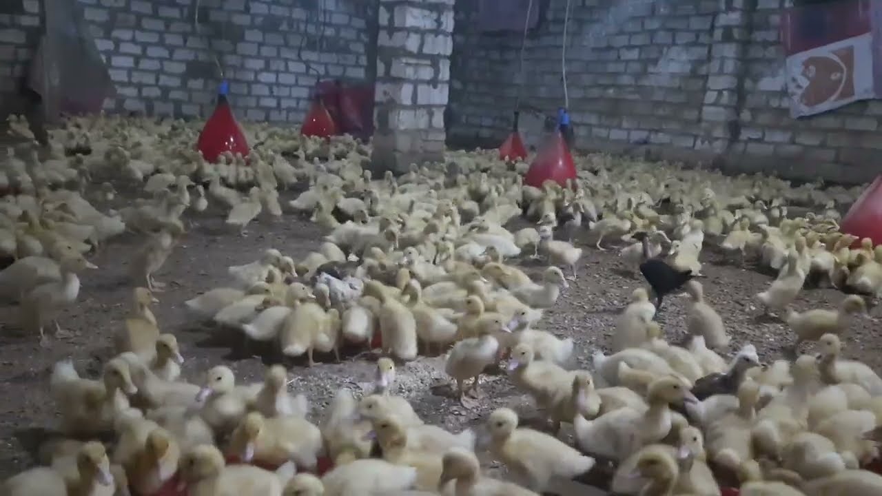 أقوى وأسرع خلطة لتسمين البط 🦆 | زود وزنه بسرعة وقلل التكلفة