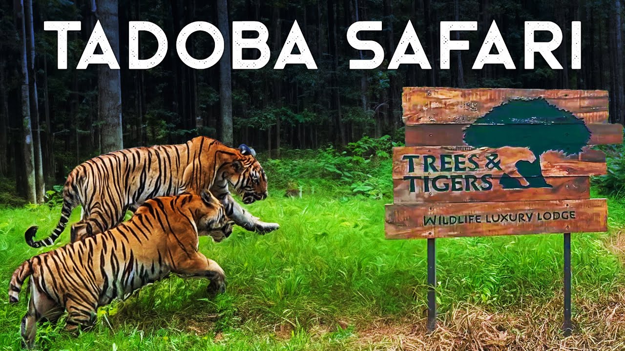 Monsoon Safari in Tadoba with Trees N Tigers - 4K Video