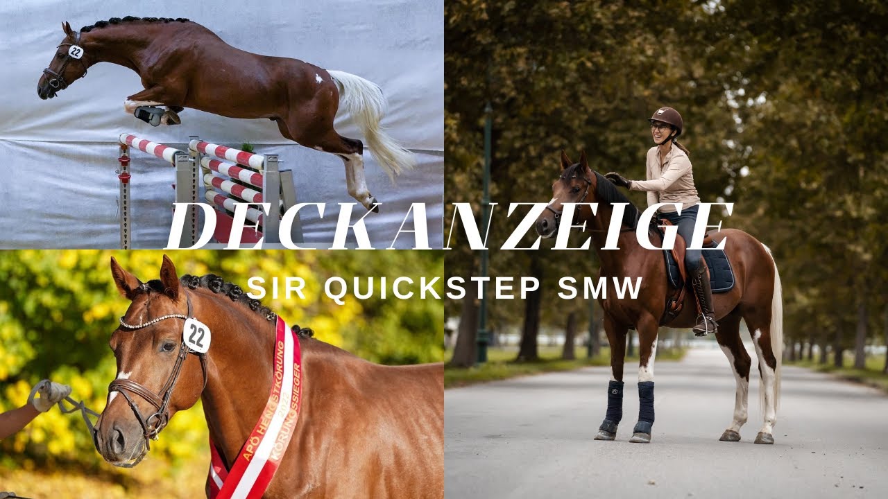 DECKANZEIGE - BUNTER DRESSURHENGST  - SIR QUICKSTEP SMW