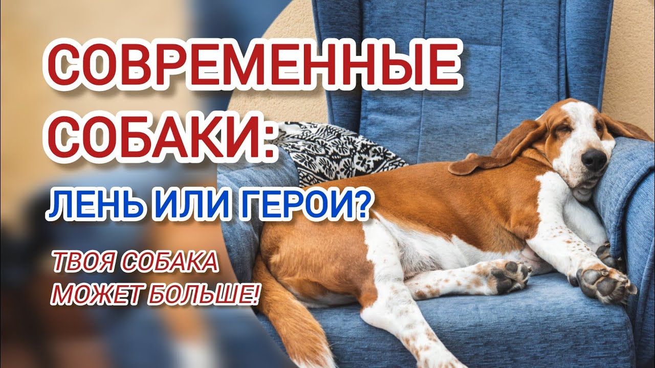 Почему Вы ДОЛЖНЫ ЛЮБИТЬ СОБАК? Они Незаменимы в Нашем Мире!