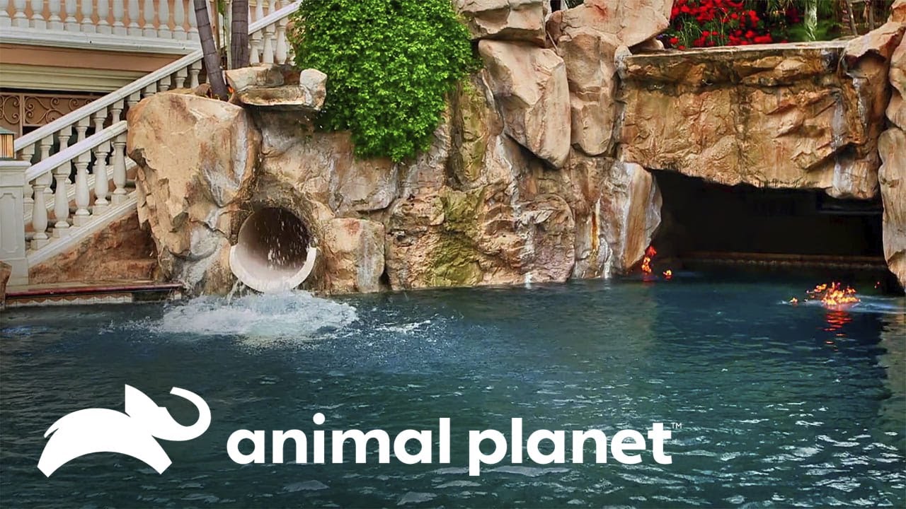 Una piscina con fuego es perfecta para las noches fr&iacute;as | Piscinas So&ntilde;adas  | Animal Planet