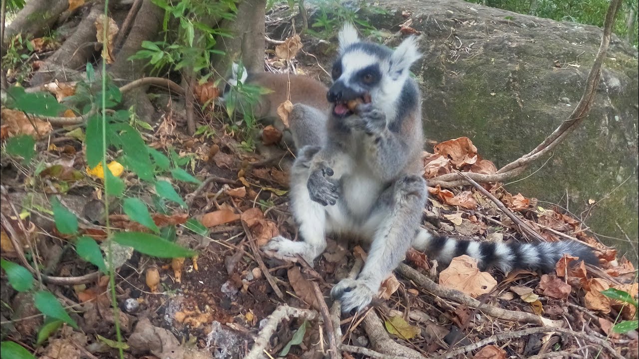 Parc d'Isalo - Madagascar 🇲🇬