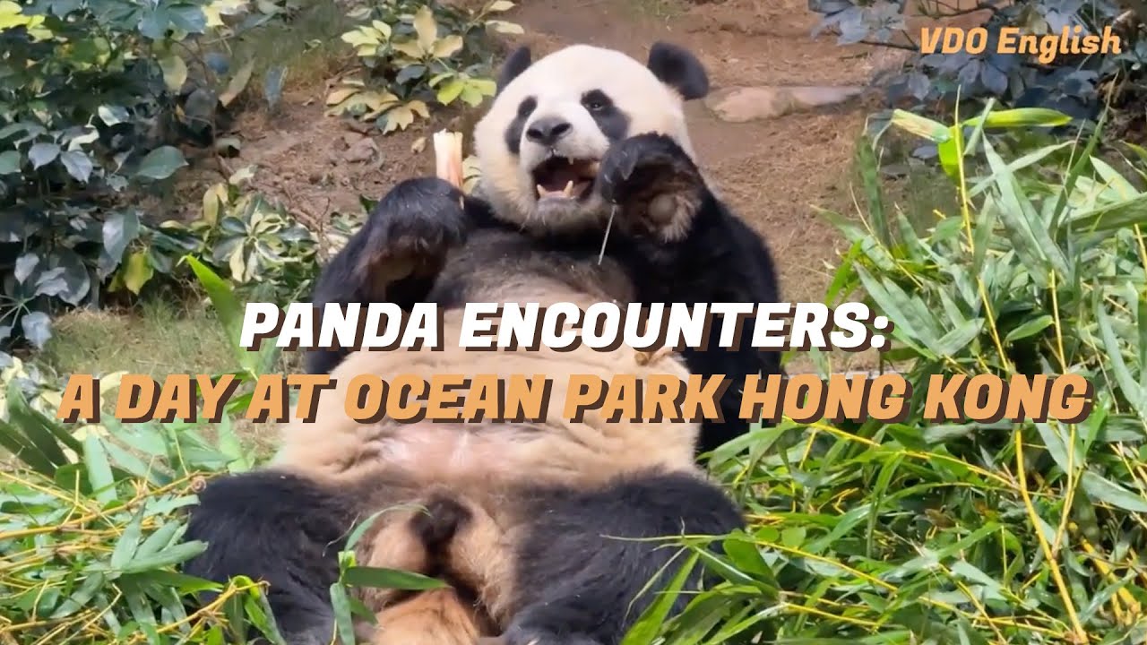 Panda Encounters: A Day at Ocean Park Hong Kong