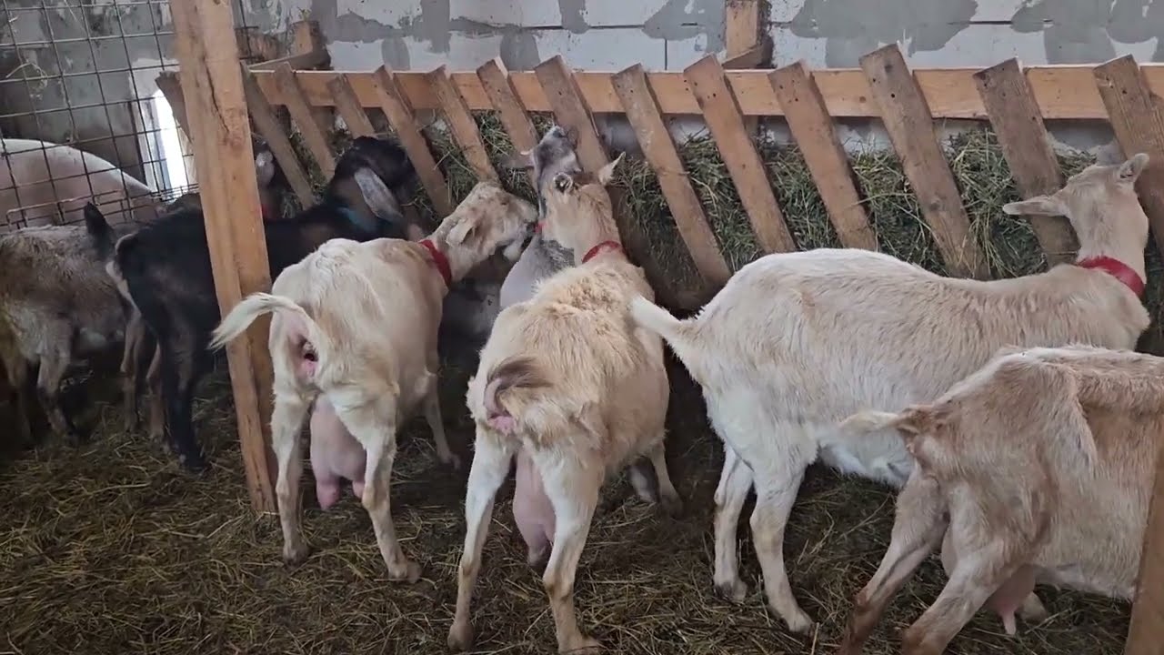 DE CE INTRĂ CAPRELE ÎN CĂLDURI LA O LUNĂ DE LA FĂTARE??DE BUNĂSTARE!!
