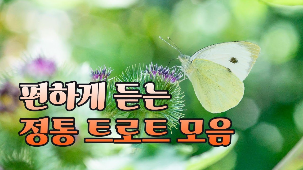 첫 음절 부터 나도 모르게 빠져드는 정통 트로트 모음