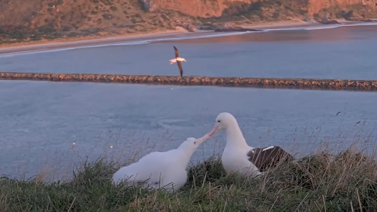 Albatrosses Soar In The Background As Female Returns To Feed Chick On Royal Cam | DOC | Cornell Lab