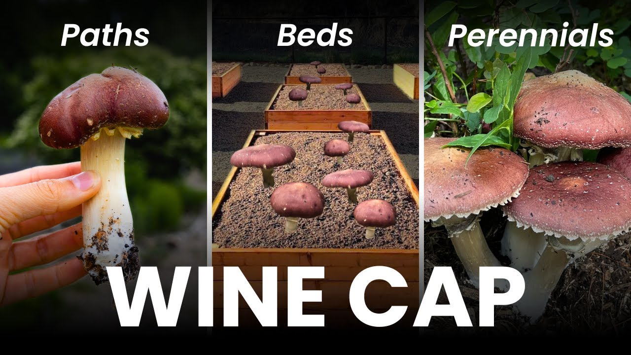 3 Ways to Grow EDIBLE Wine Cap Mushrooms in Your Garden | From Inoculation to Harvest!
