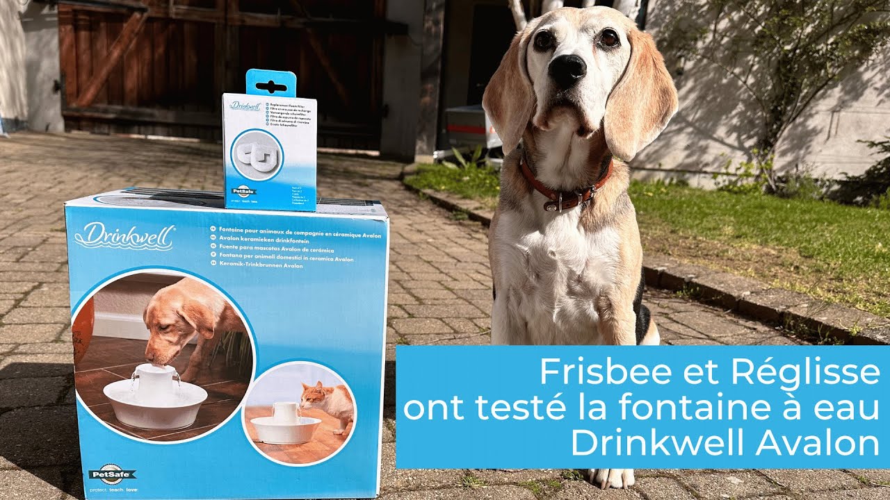 Frisbee 🐶 et Réglisse 🐱 ont testé la fontaine à eau Drinkwell Avalon.